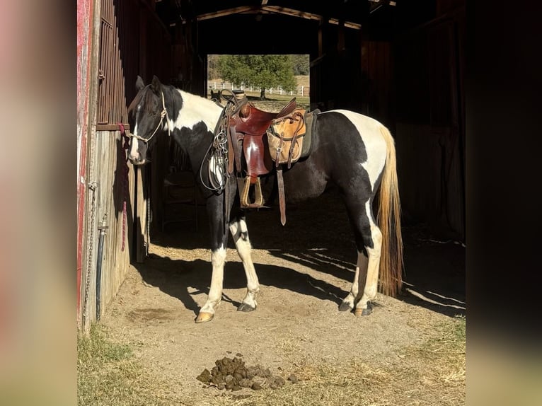 Tennessee walking horse Ruin 4 Jaar 163 cm Tobiano-alle-kleuren in Tamassee