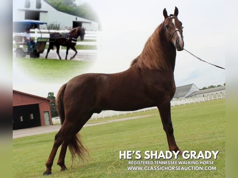 Tennessee walking horse Ruin 5 Jaar 142 cm Roodvos in Lewisburg, TN