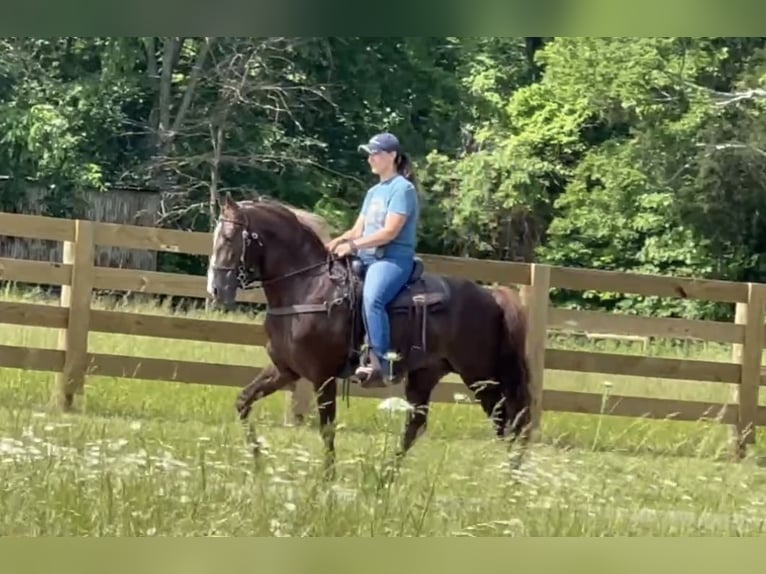 Tennessee walking horse Ruin 5 Jaar 142 cm Roodvos in Lewisburg, TN