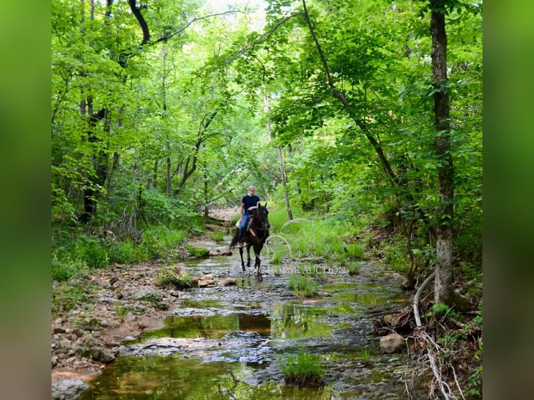 Tennessee walking horse Ruin 5 Jaar 142 cm Zwart in Leadwood, MO