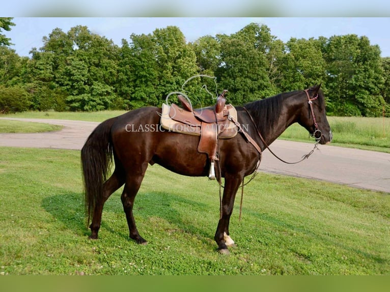 Tennessee walking horse Ruin 5 Jaar 142 cm Zwart in Leadwood, MO