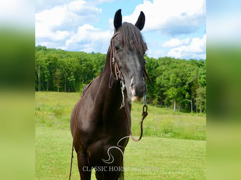Tennessee walking horse Ruin 5 Jaar 142 cm Zwart in Leadwood, MO