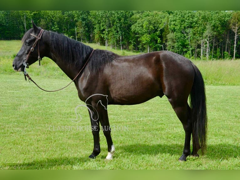 Tennessee walking horse Ruin 5 Jaar 142 cm Zwart in Leadwood, MO