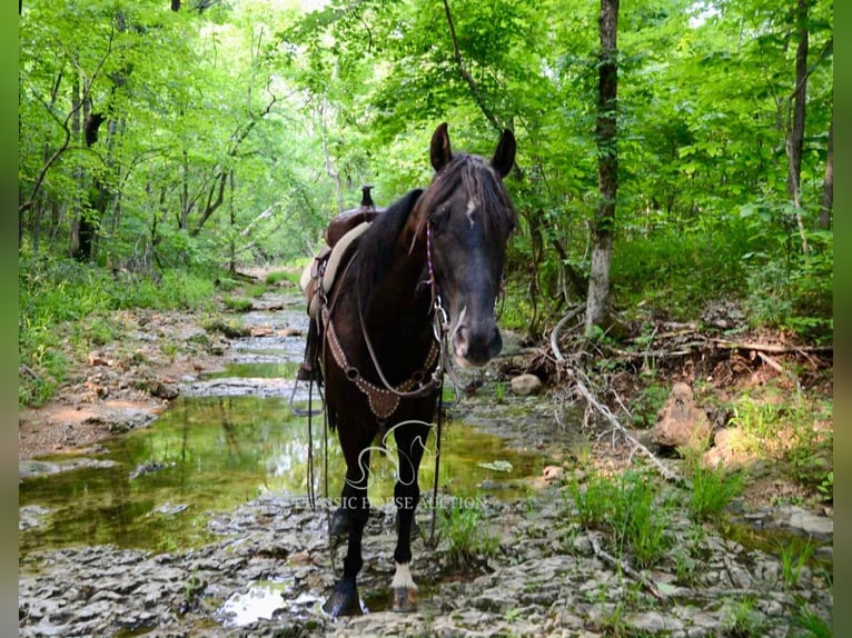 Tennessee walking horse Ruin 5 Jaar 142 cm Zwart in Leadwood, MO