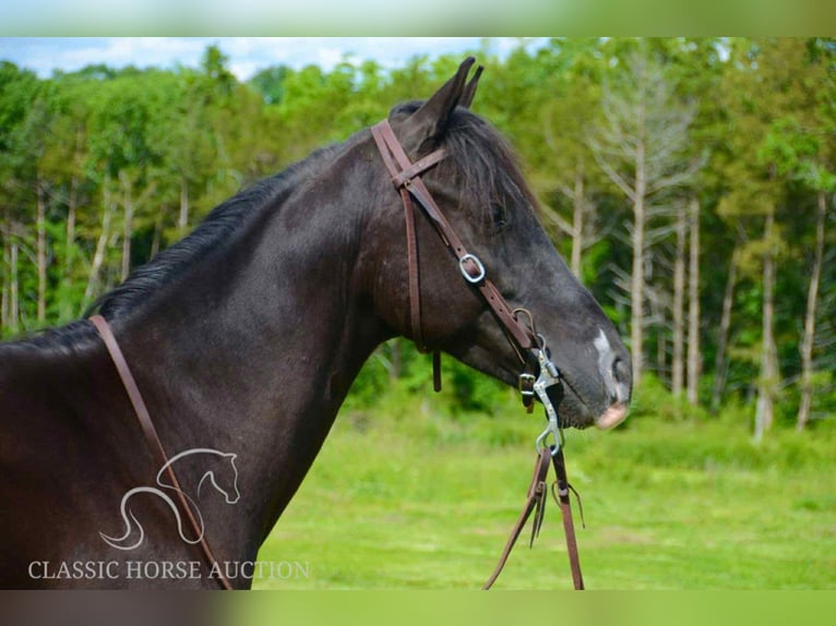 Tennessee walking horse Ruin 5 Jaar 142 cm Zwart in Leadwood, MO