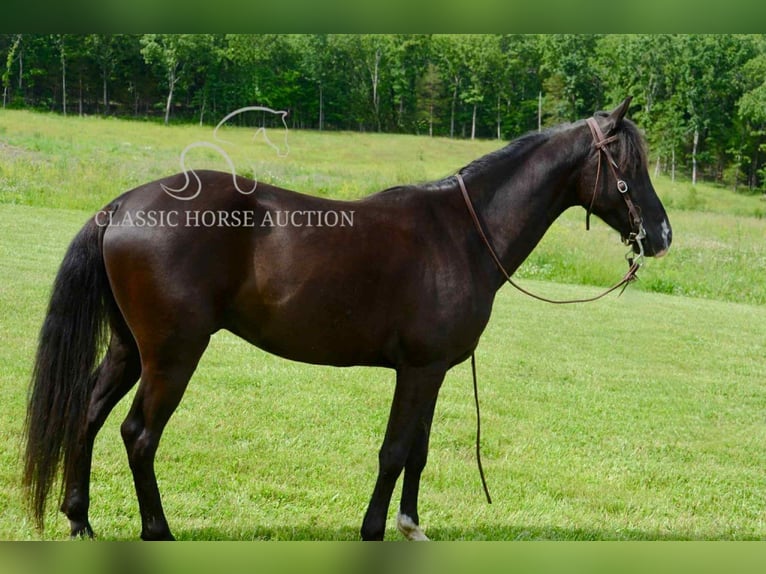 Tennessee walking horse Ruin 5 Jaar 142 cm Zwart in Leadwood, MO