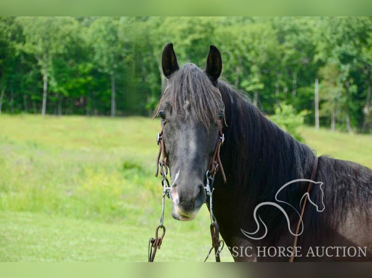Tennessee walking horse Ruin 5 Jaar 142 cm Zwart in Leadwood, MO