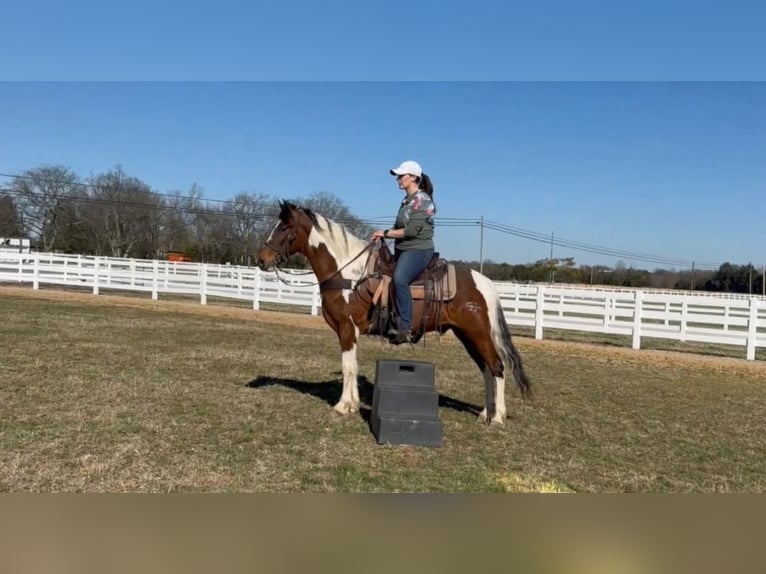 Tennessee walking horse Ruin 5 Jaar 147 cm Gevlekt-paard in Lewisburg