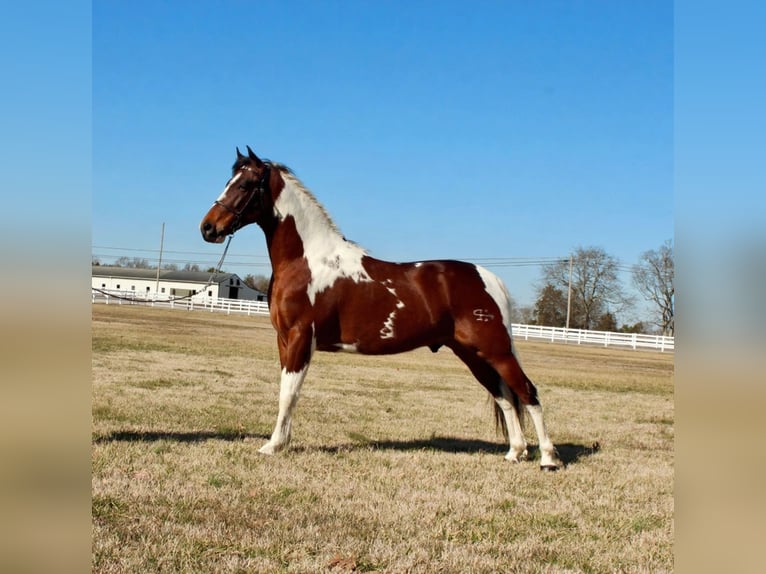 Tennessee walking horse Ruin 5 Jaar 147 cm Gevlekt-paard in Lewisburg