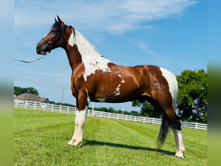 Tennessee walking horse Ruin 5 Jaar 147 cm Gevlekt-paard in Lewisburg