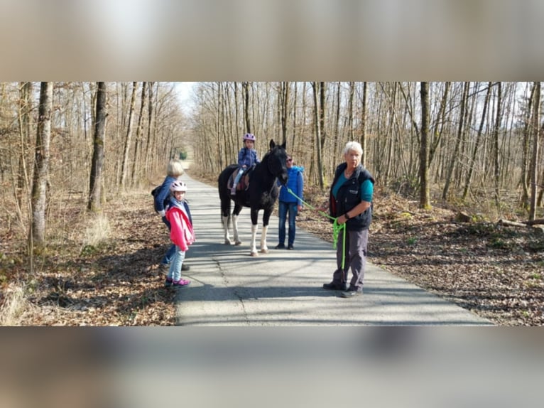 Tennessee walking horse Mix Ruin 5 Jaar 148 cm Gevlekt-paard in Reutlingen