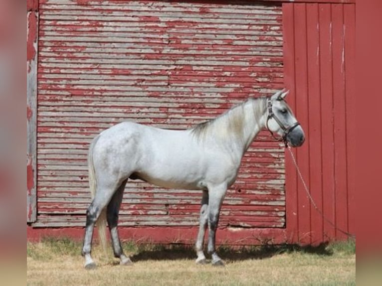 Tennessee walking horse Ruin 5 Jaar 150 cm Schimmel in Wichita Falls
