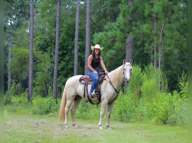 Tennessee walking horse Ruin 5 Jaar 152 cm Palomino in Thomasville