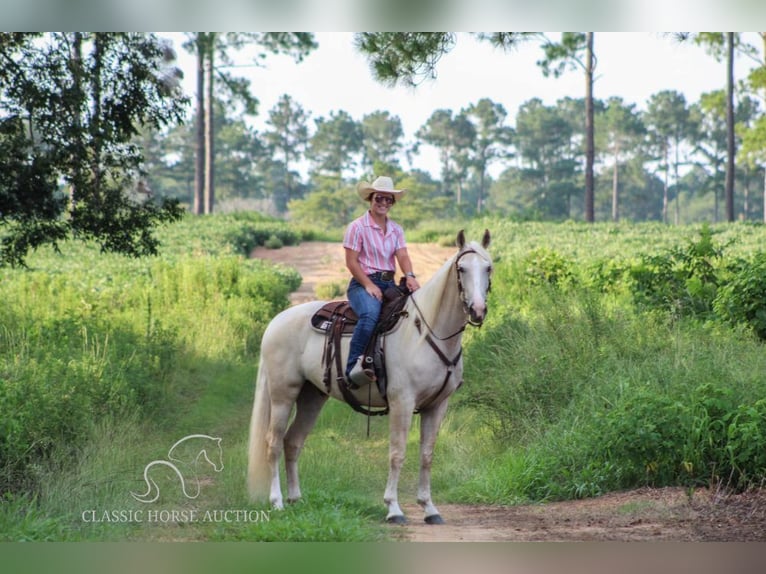 Tennessee walking horse Ruin 5 Jaar 152 cm Palomino in Thomasville