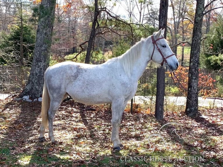 Tennessee walking horse Ruin 5 Jaar 152 cm Schimmel in Winchester