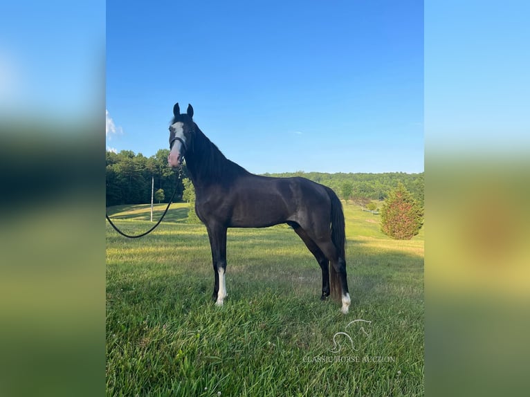 Tennessee walking horse Ruin 5 Jaar 152 cm Zwart in Gruetli Laager, TN