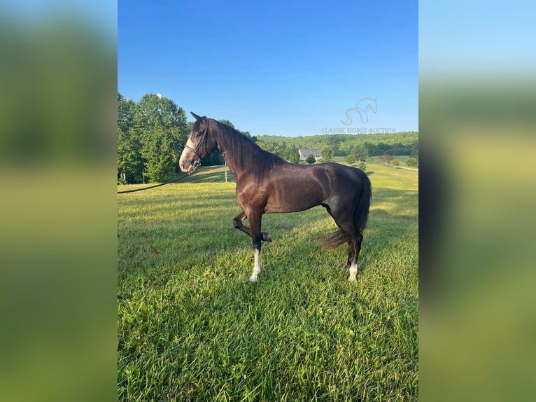 Tennessee walking horse Ruin 5 Jaar 152 cm Zwart in Gruetli Laager, TN