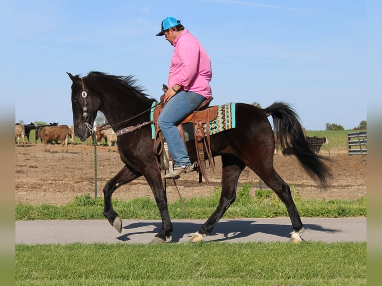 Tennessee walking horse Ruin 5 Jaar 152 cm Zwart in Eubank, KY