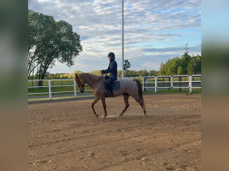 Tennessee walking horse Ruin 5 Jaar 153 cm Roan-Red in Warszawa