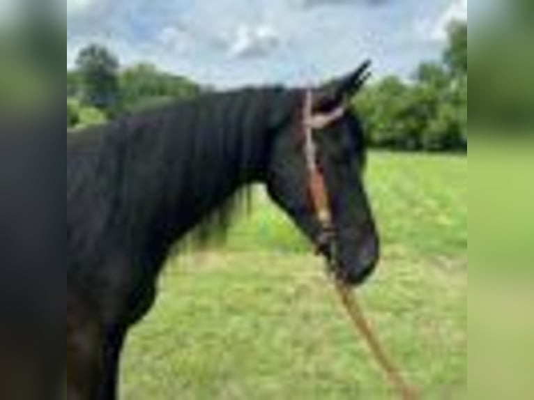 Tennessee walking horse Ruin 5 Jaar 157 cm Zwart in Glassy Creek KY