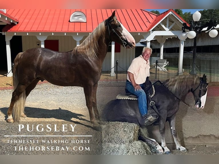 Tennessee walking horse Ruin 5 Jaar Roodvos in Cedar Grove, TN