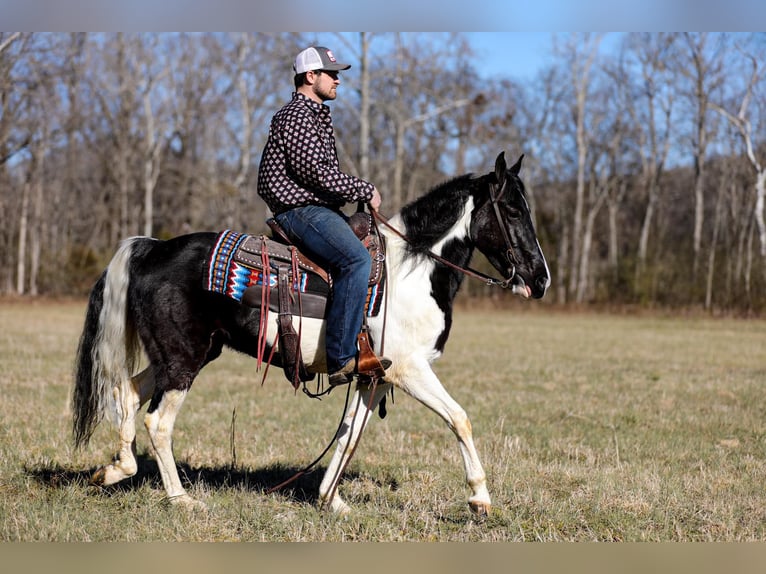 Tennessee walking horse Ruin 5 Jaar Tobiano-alle-kleuren in Cleveland Tn