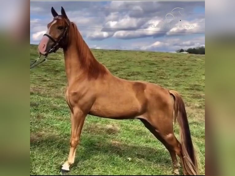 Tennessee walking horse Ruin 6 Jaar 142 cm Donkere-vos in Oak Ridge, TN