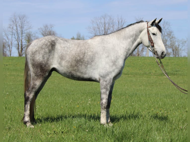 Tennessee walking horse Ruin 6 Jaar 142 cm Schimmel in Mount Vernon, KY