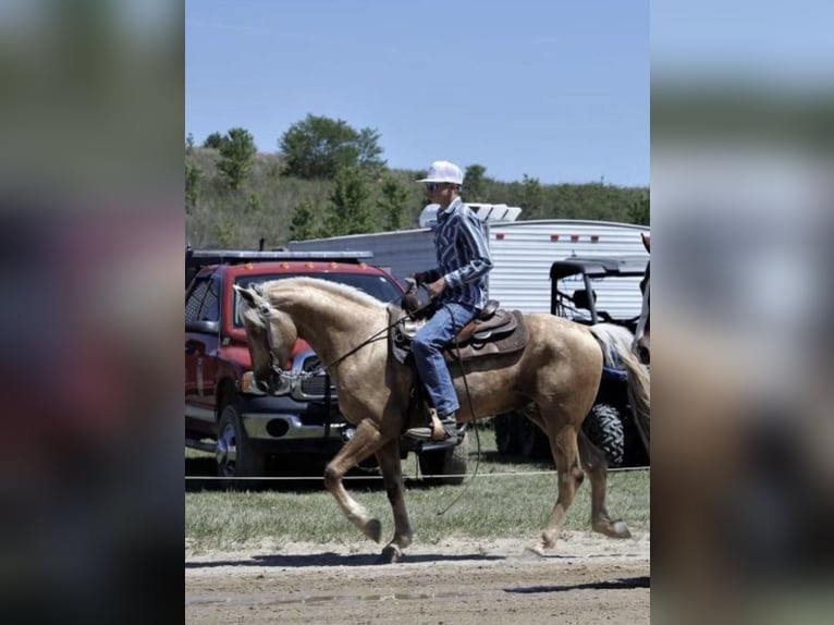 Tennessee walking horse Ruin 6 Jaar 147 cm Donkere-vos in Whitley City, KY