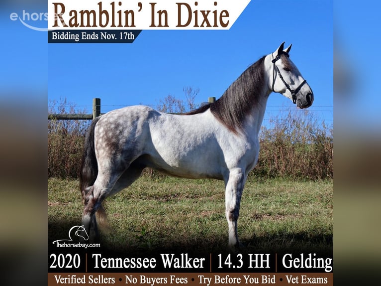 Tennessee walking horse Ruin 6 Jaar 150 cm Schimmel in Shelbyville, Tn