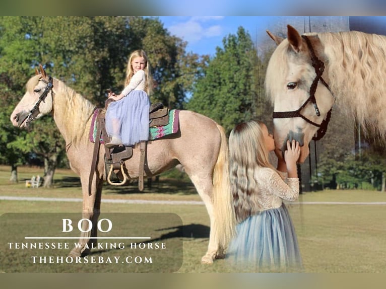 Tennessee walking horse Ruin 6 Jaar 152 cm Roan-Red in Cookeville, TN