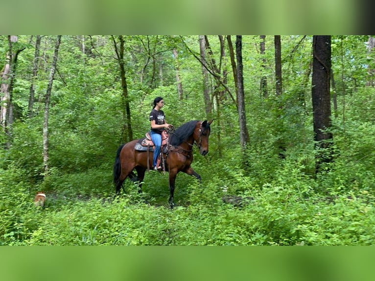 Tennessee walking horse Ruin 6 Jaar 152 cm Roodbruin in Moscow, OHIO