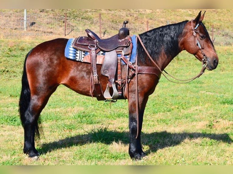 Tennessee walking horse Ruin 6 Jaar 152 cm Roodbruin in Moscow, OHIO