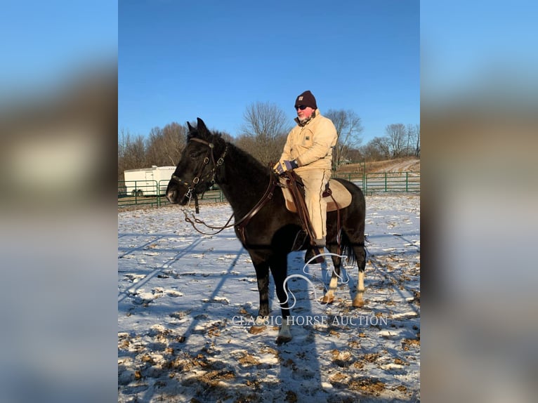 Tennessee walking horse Ruin 6 Jaar 152 cm Tobiano-alle-kleuren in Boonville, IN