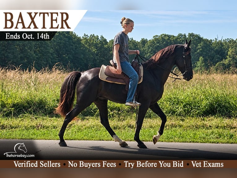 Tennessee walking horse Ruin 6 Jaar 152 cm Zwart in Park Hills, MO