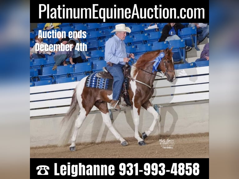 Tennessee walking horse Ruin 6 Jaar 157 cm Tobiano-alle-kleuren in pETERSBURG tn