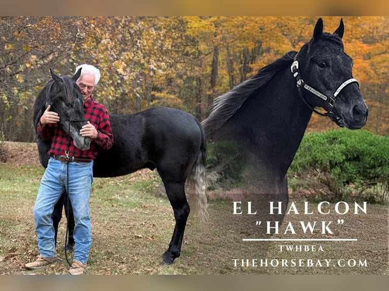 Tennessee walking horse Ruin 6 Jaar 160 cm Zwartbruin in Cedar Grove, TN