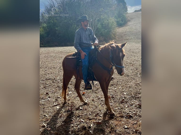 Tennessee walking horse Ruin 7 Jaar 142 cm Donkere-vos in Oak Ridge, TN