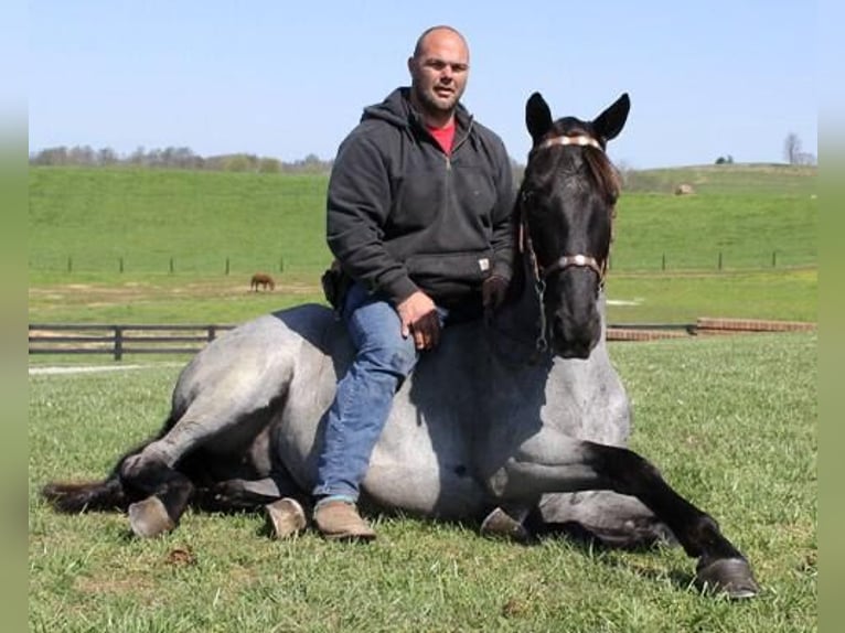 Tennessee walking horse Ruin 7 Jaar 152 cm Roan-Blue in Luton