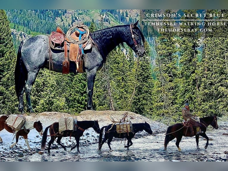 Tennessee walking horse Ruin 7 Jaar 152 cm Roan-Blue in Cody, WY