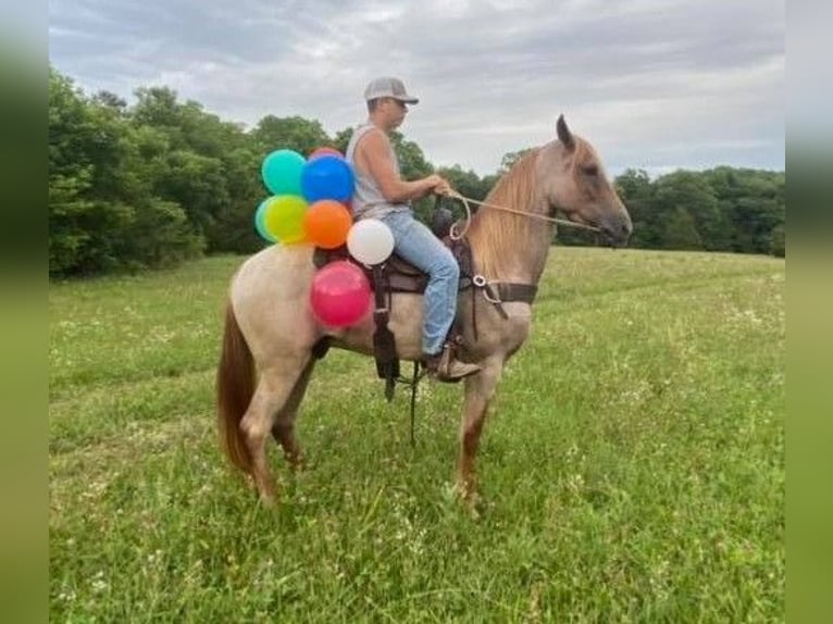 Tennessee walking horse Ruin 7 Jaar 152 cm Roodvos in Colorado Springs