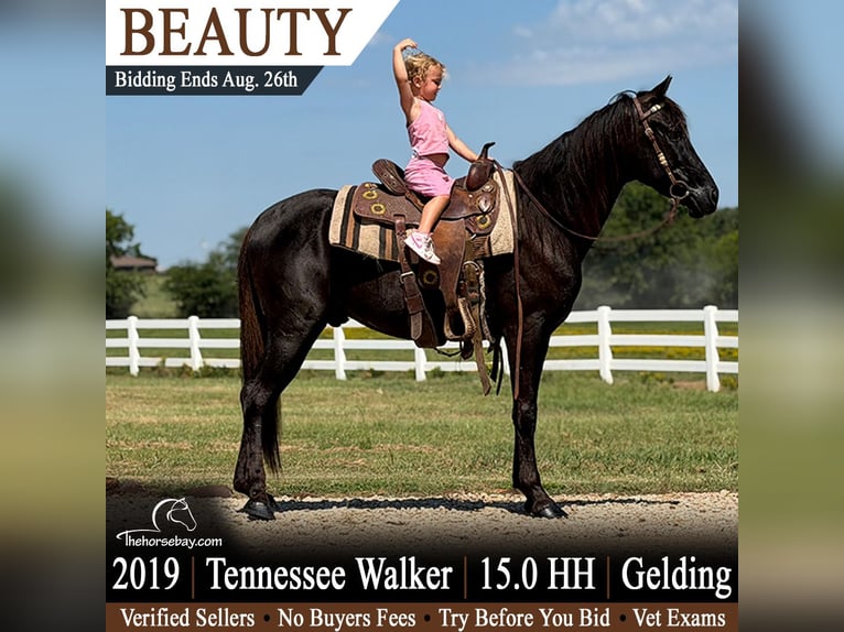 Tennessee walking horse Ruin 7 Jaar 152 cm Zwart in Bronson, FL