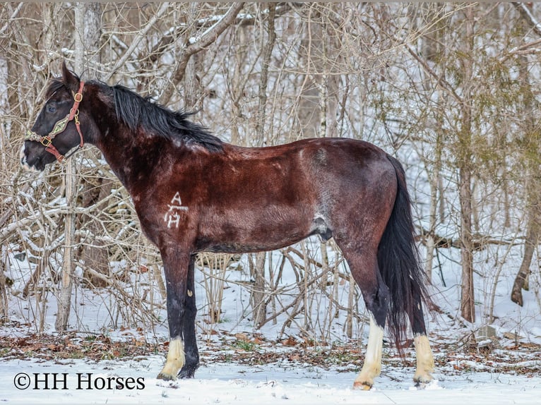 Tennessee walking horse Ruin 7 Jaar 152 cm Zwart in Flemingsburg KY