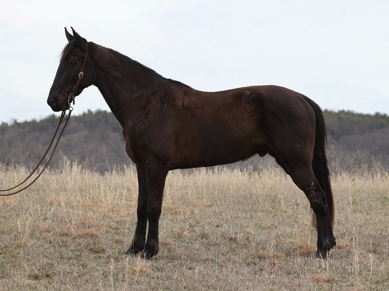 Tennessee walking horse Ruin 7 Jaar 170 cm Zwart in Whitley City KY