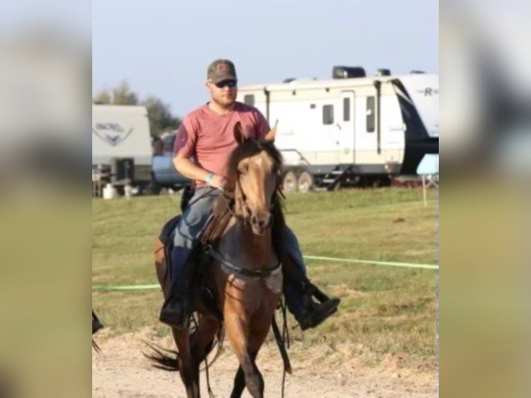 Tennessee walking horse Ruin 7 Jaar Buckskin in Whitley City KY