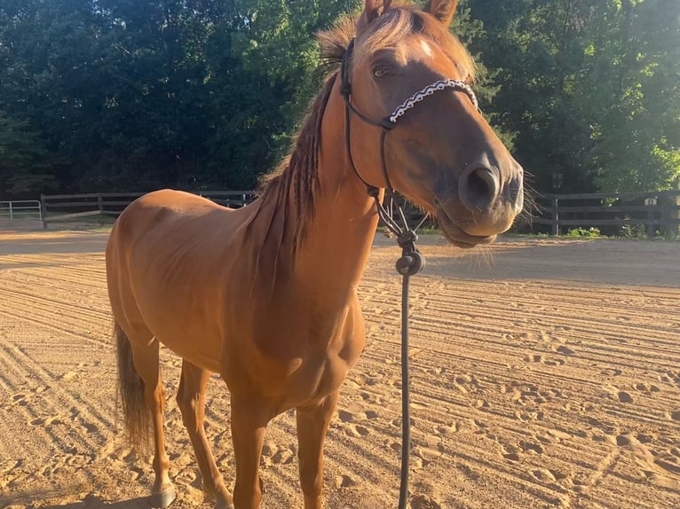 Tennessee walking horse Ruin 8 Jaar 142 cm Donkere-vos in Marietta