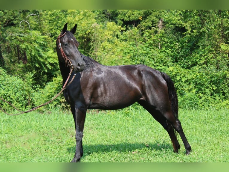 Tennessee walking horse Ruin 8 Jaar 142 cm Zwart in Rockholds, KY