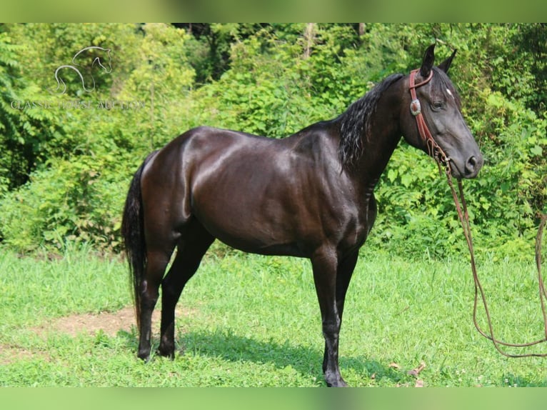 Tennessee walking horse Ruin 8 Jaar 142 cm Zwart in Rockholds, KY