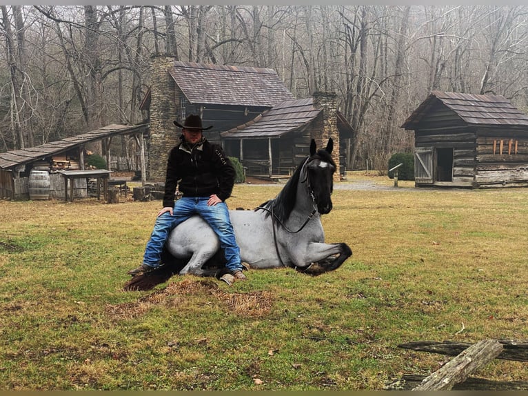 Tennessee walking horse Ruin 8 Jaar 147 cm Roan-Blue in Whitley City KY