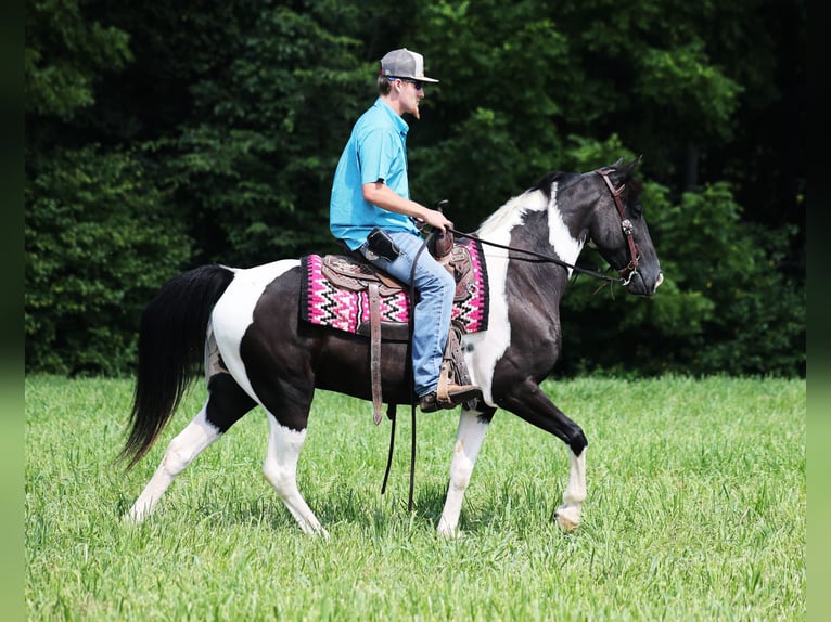 Tennessee walking horse Ruin 8 Jaar 152 cm Tobiano-alle-kleuren in Whitley City Ky